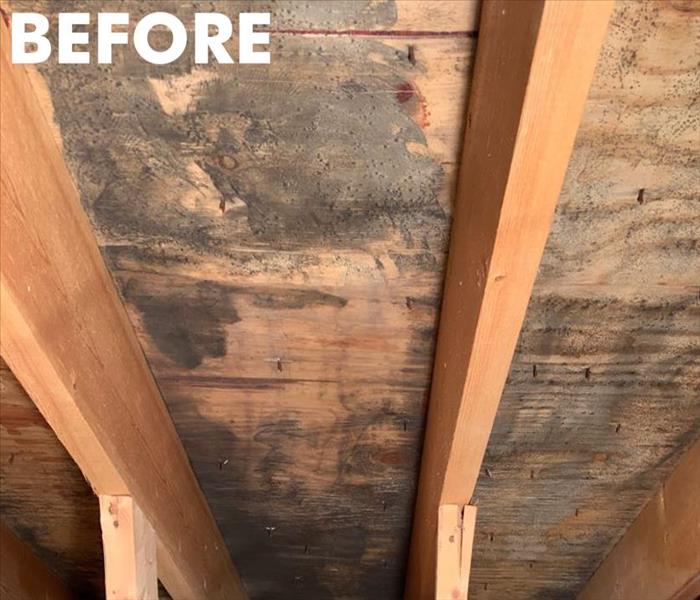 A Plymouth homeowner's attic before mold remediation