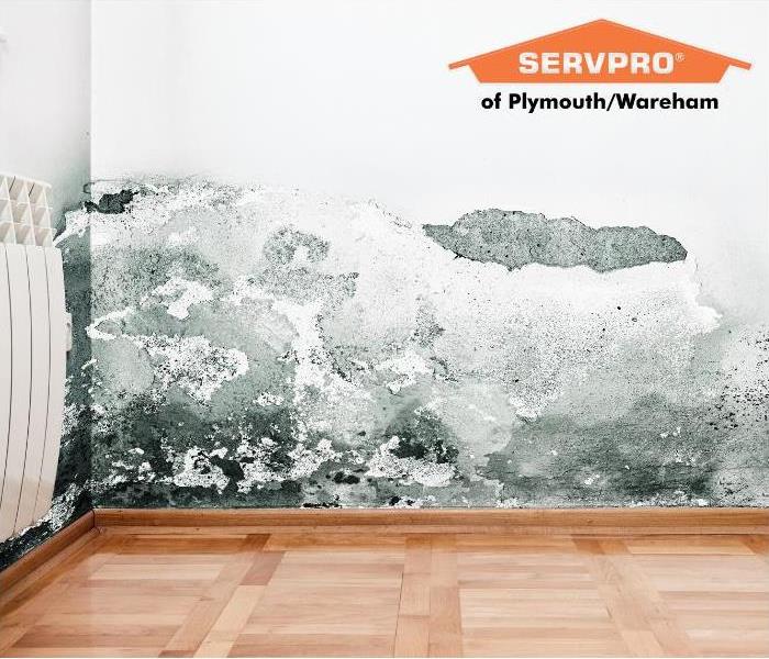 mold growth on a wall